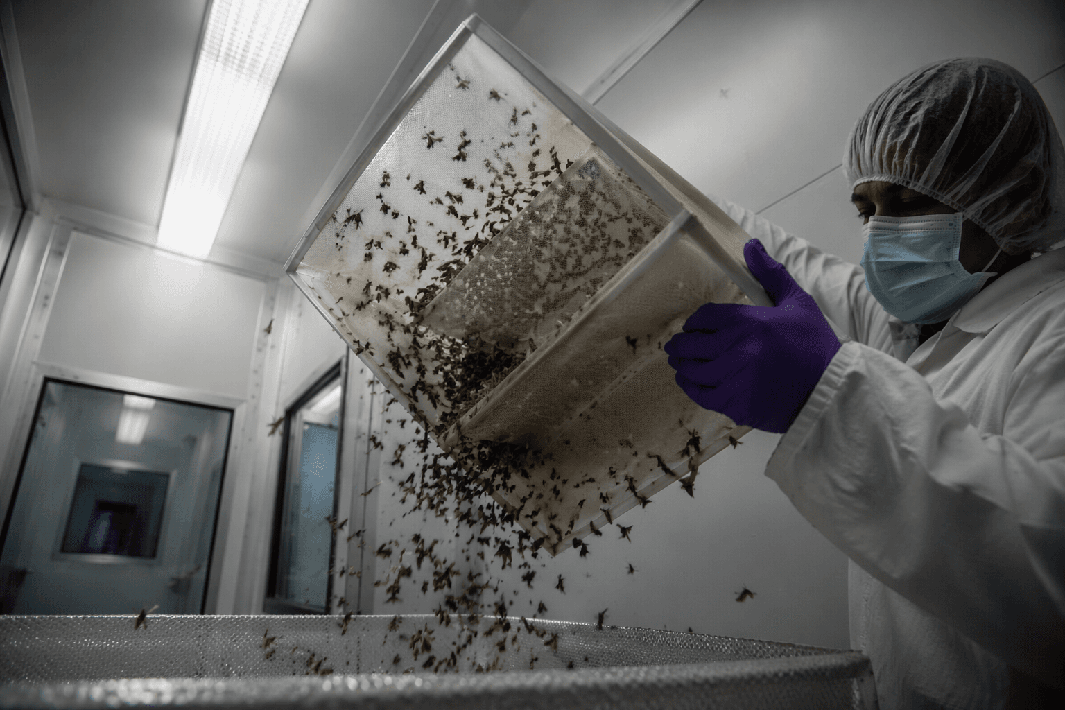 Mexico, U.S. open sterile fly plant to fight screwworm outbreak