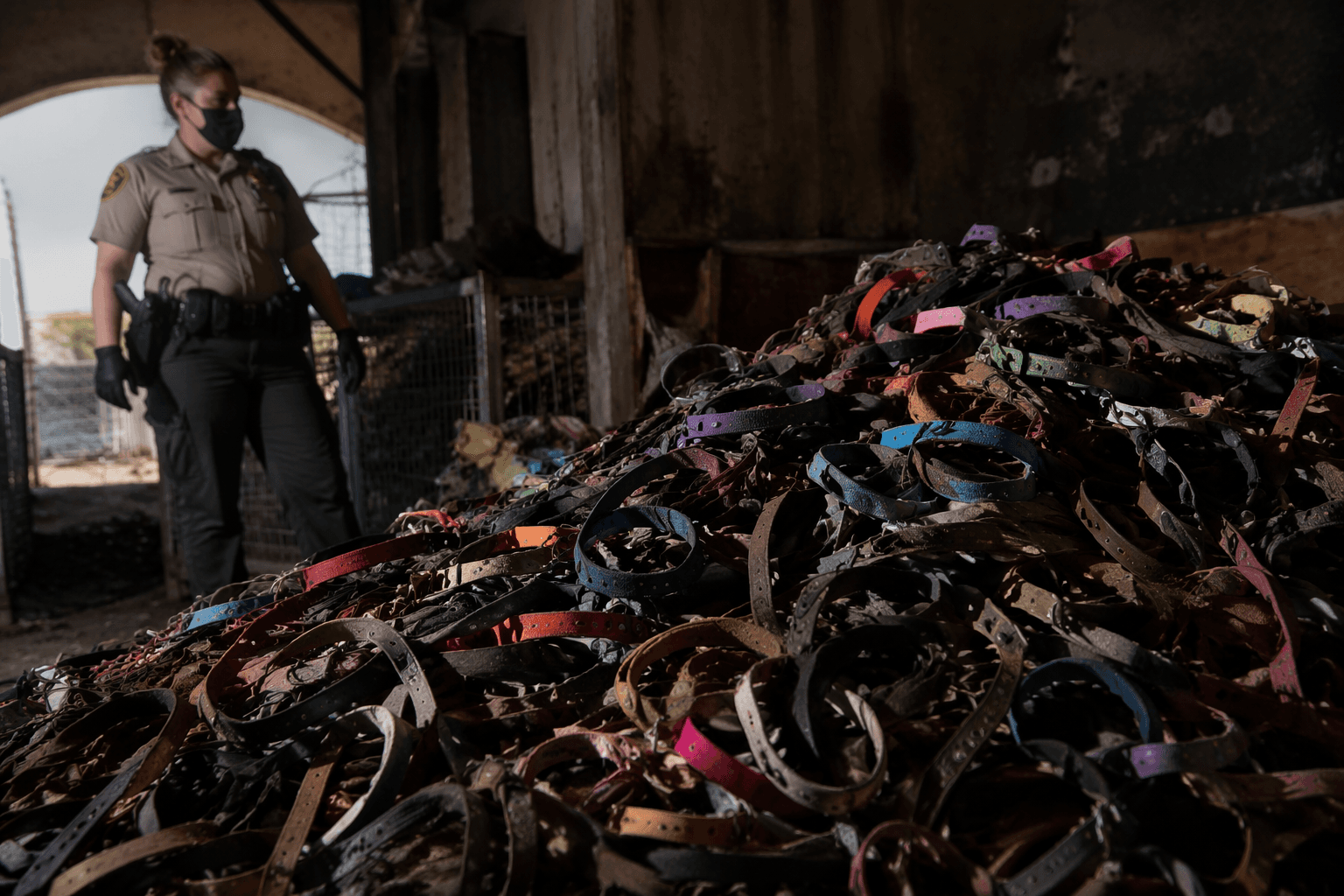 Sheriff finds 600 dog collars in California animal abuse probe