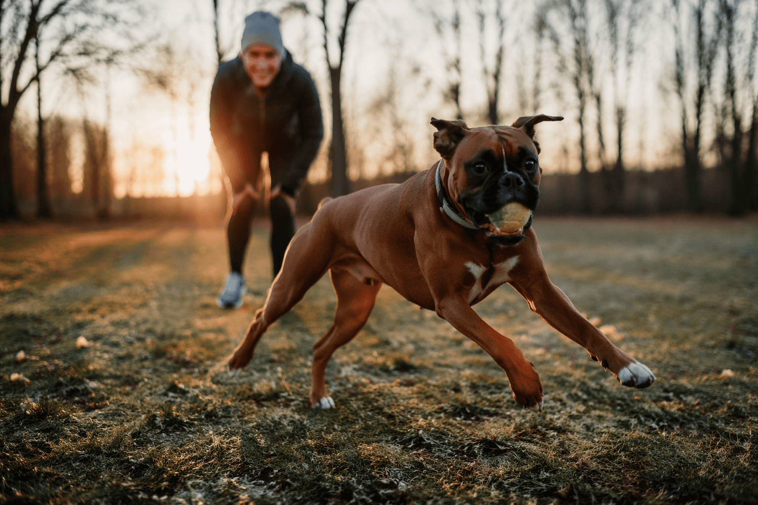 Boxers stay playful for hours, need active families to thrive