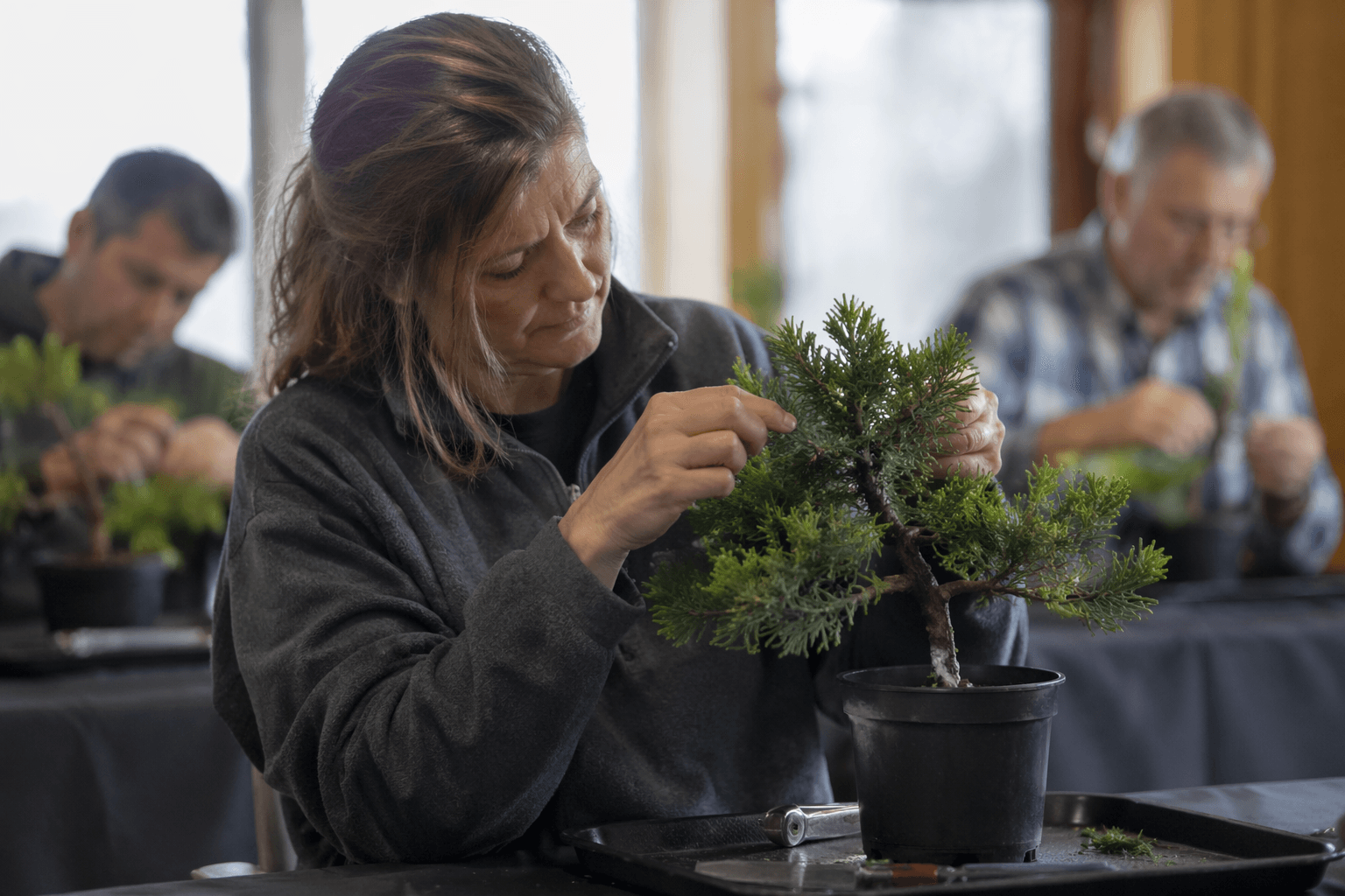 Michigan State University Extension offers beginner bonsai workshop in Britton
