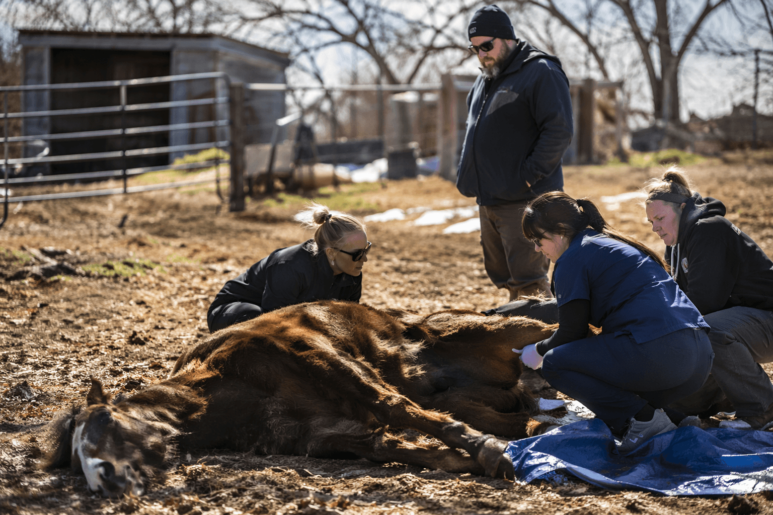 Veterinarian euthanizes sick horse in Cicero after welfare complaints