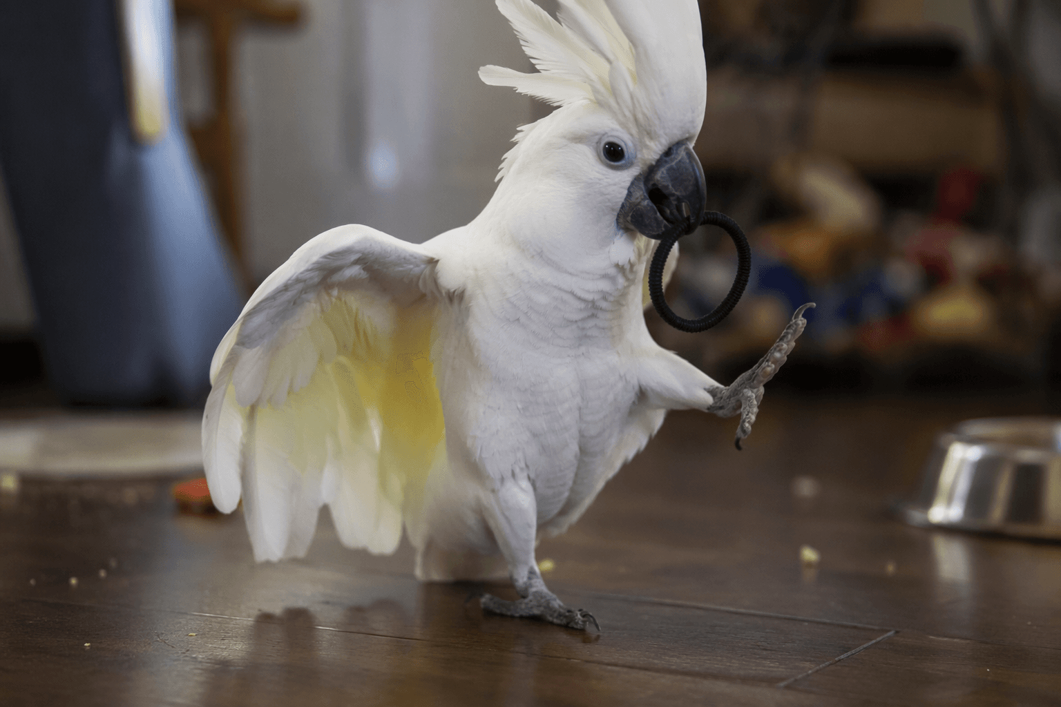 Cockatoo dances after stealing hair tie, showing need for enrichment