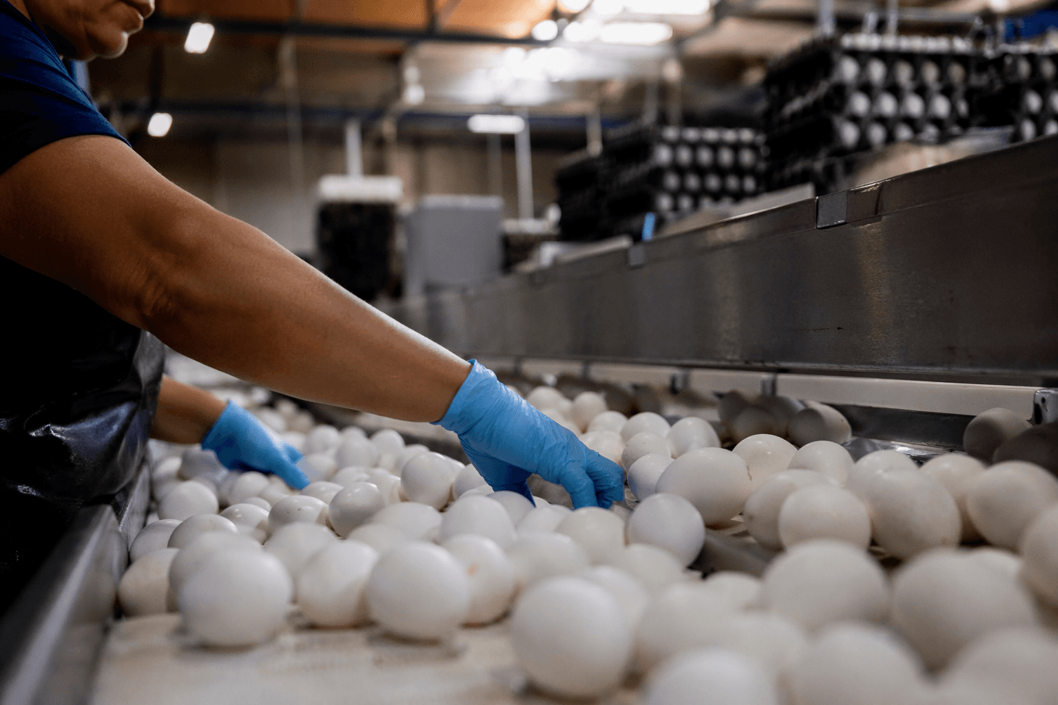 U.S. and states settle egg price manipulation probe with producers