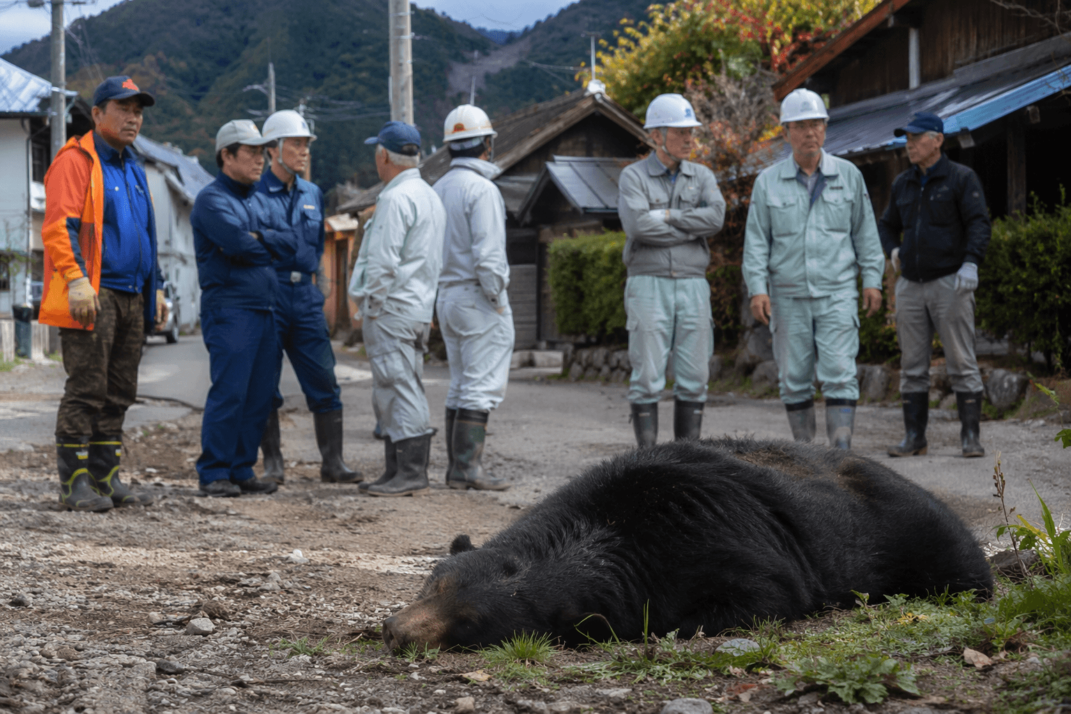 Japan bear attacks surge fivefold, prompting hunting policy shift