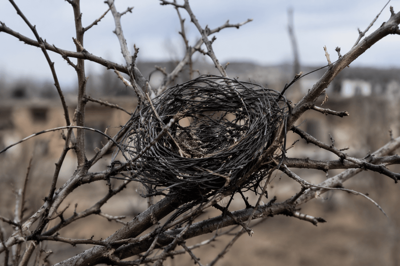 Birds weave drone cables into nests near Ukraine front line