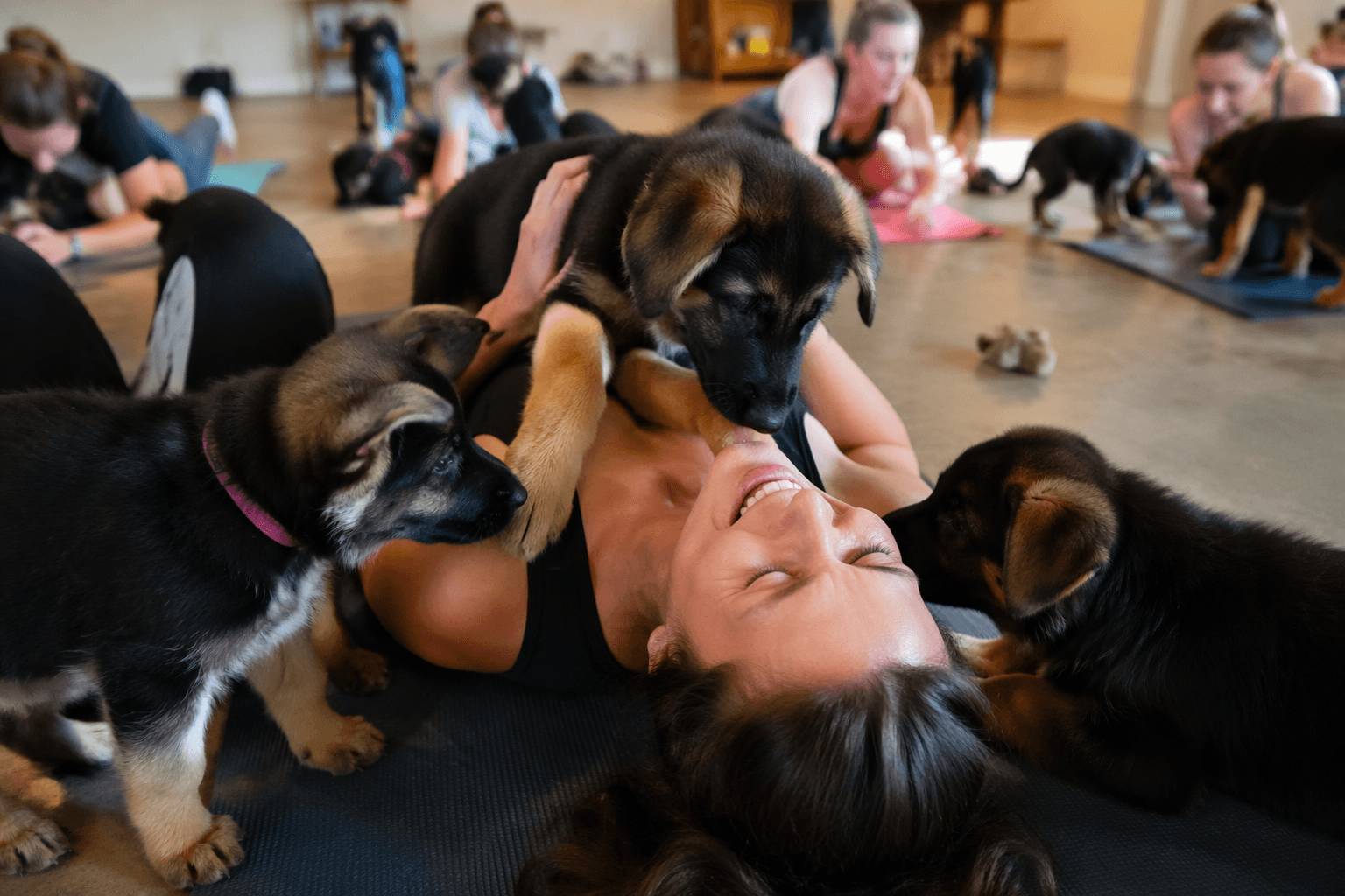 German Shepherd puppies turn puppy yoga class into playful chaos