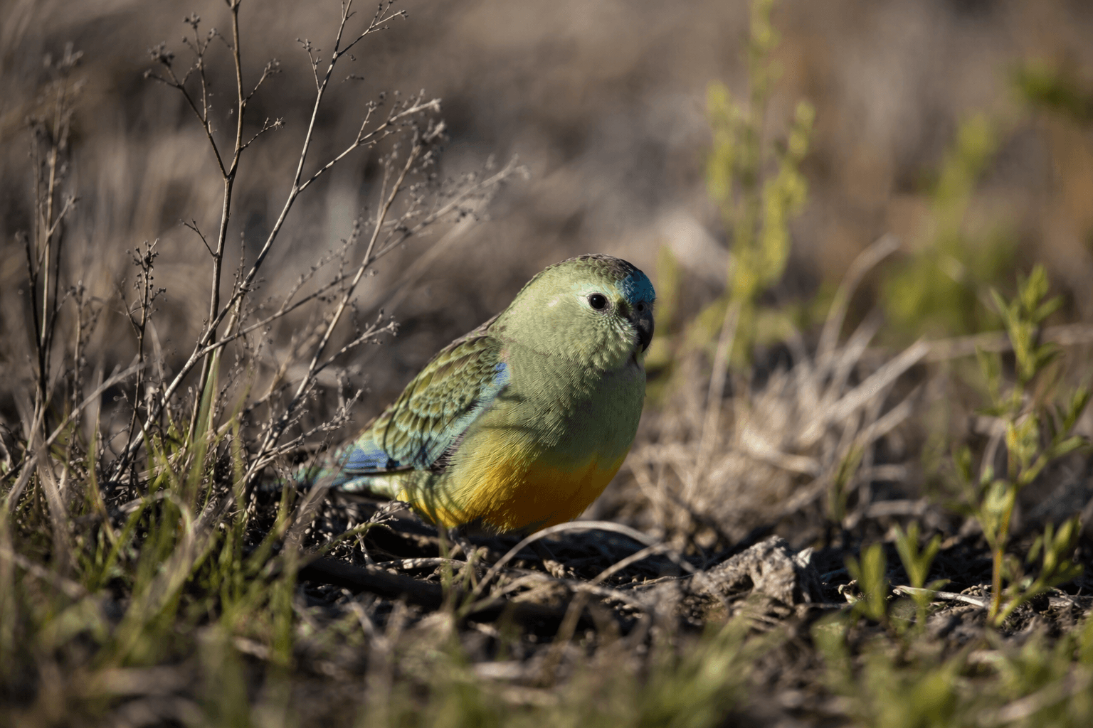H5 bird flu reaches Australia, threatening the orange-bellied parrot