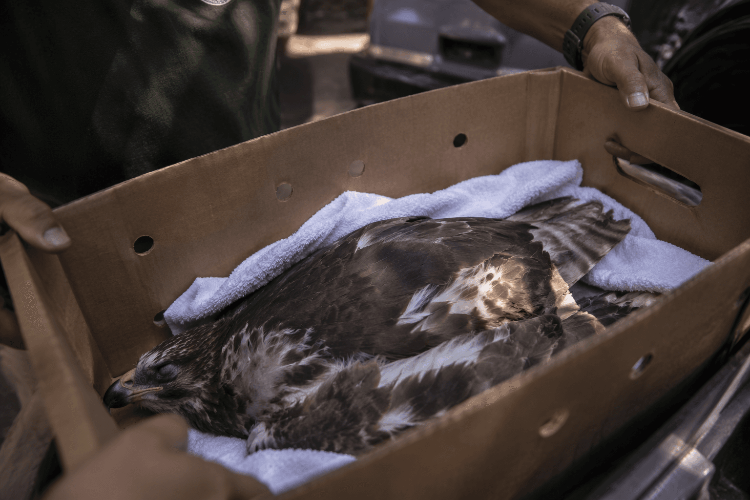 Lethargic hawk nestling falls from iconic Fifth Avenue nest in Manhattan