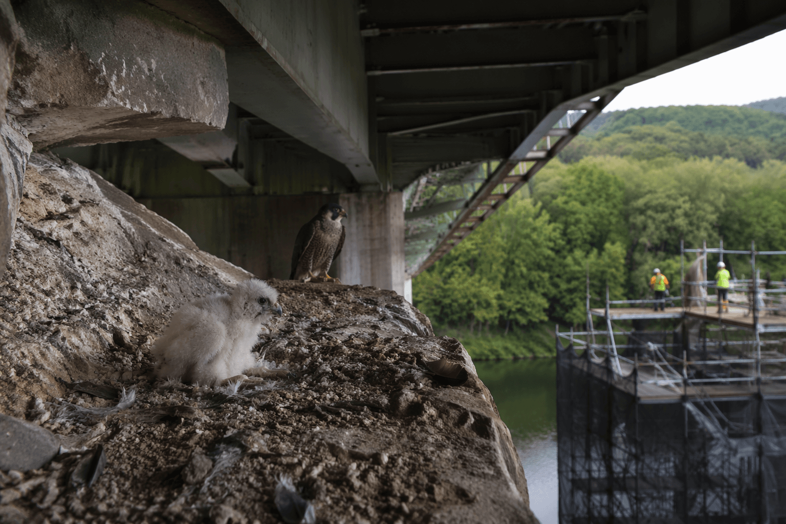 Peregrine falcon nest may delay Graff Bridge preservation work in Armstrong County