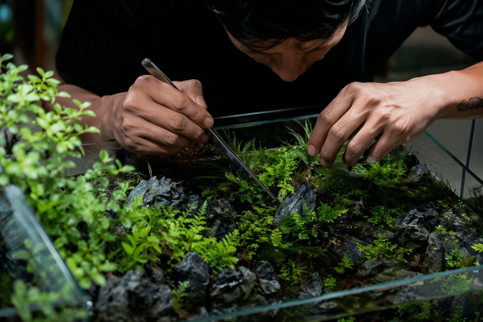 AGA 2026 blends aquascaping, ecology and rare plant conservation