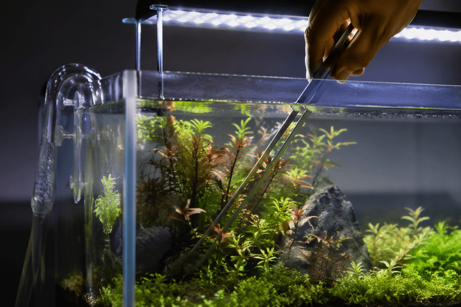Aquascaping guide says balance light, carbon, and nutrients for growth