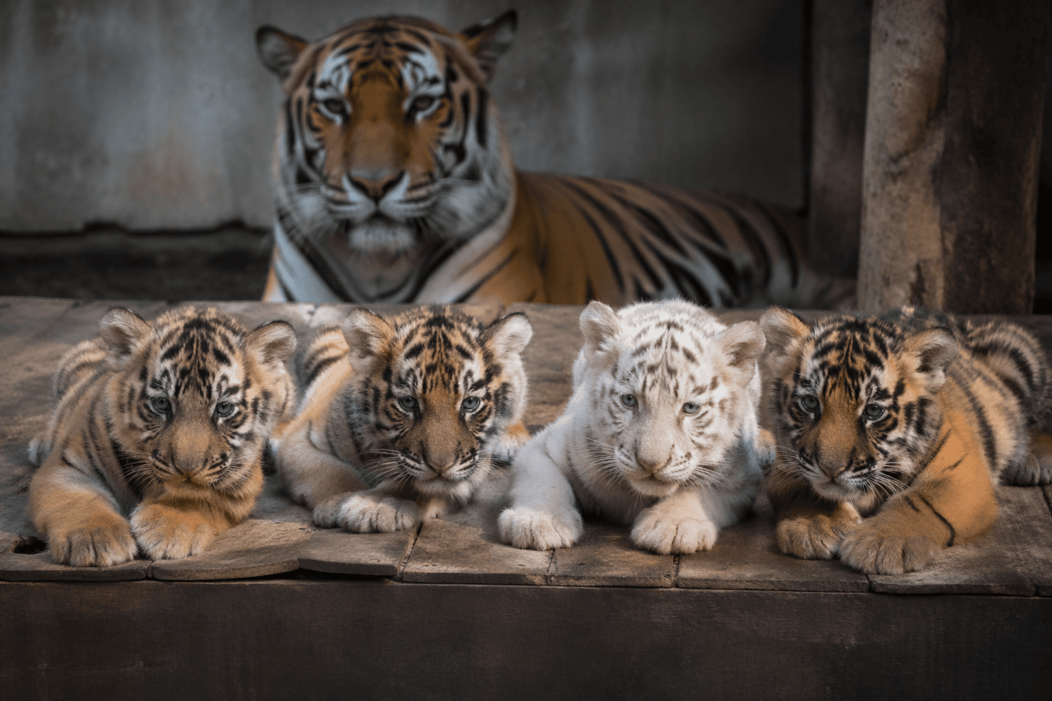 Havana zoo welcomes four Bengal tiger cubs, including rare white cub