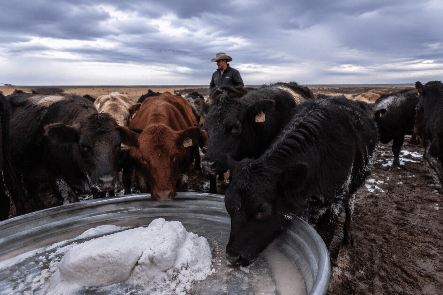 Federal transfer delays leave Apache County ranch short on salt and pay