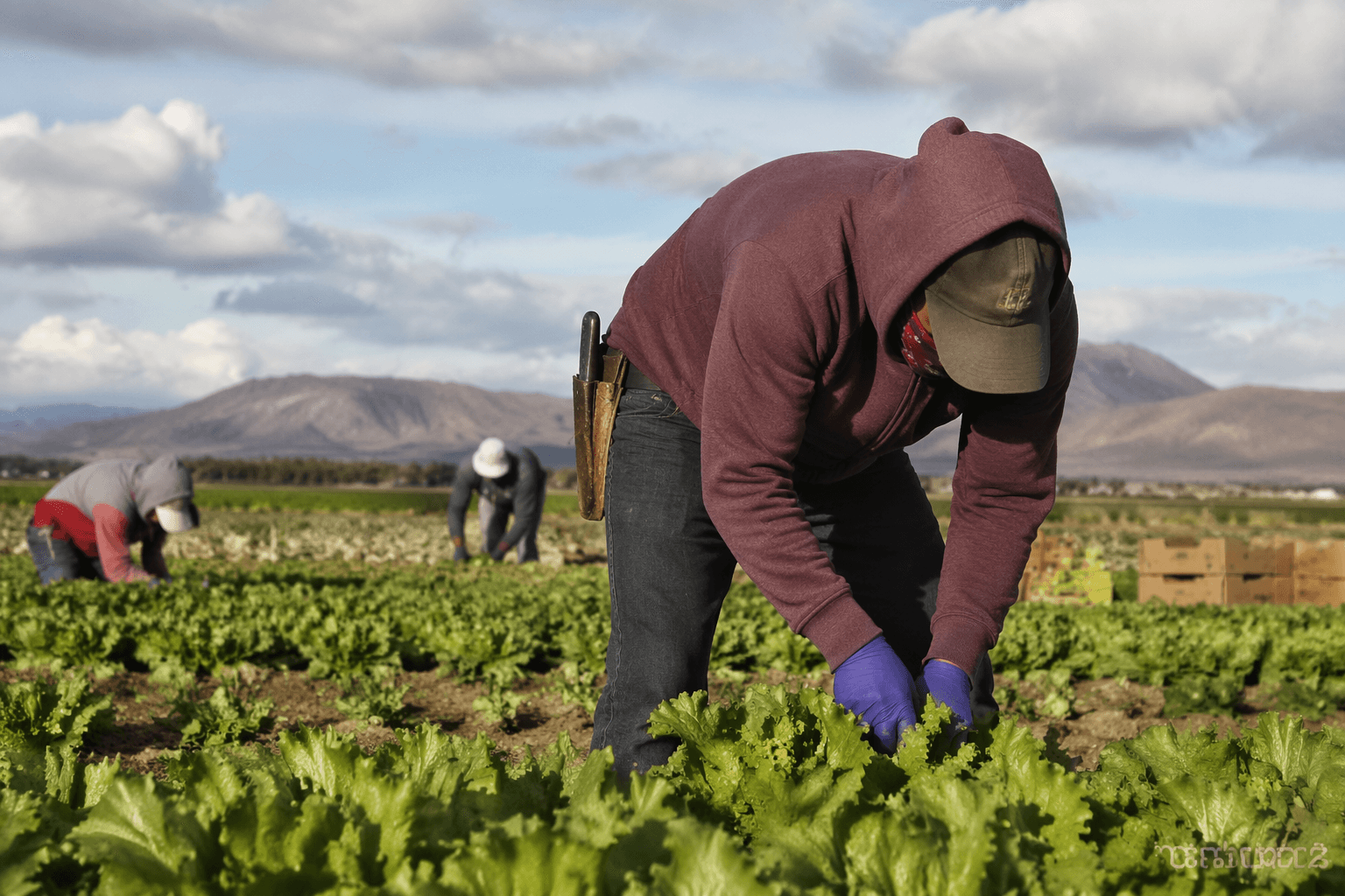 Republicans push to expand farm labor visas amid immigration crackdown