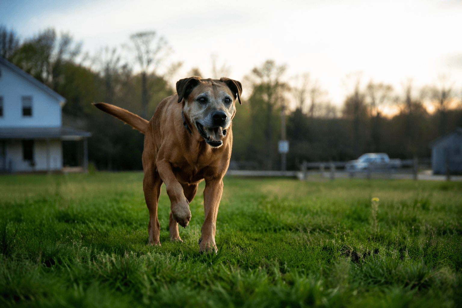 Rescued from years on a chain, Scooby celebrates freedom at 13