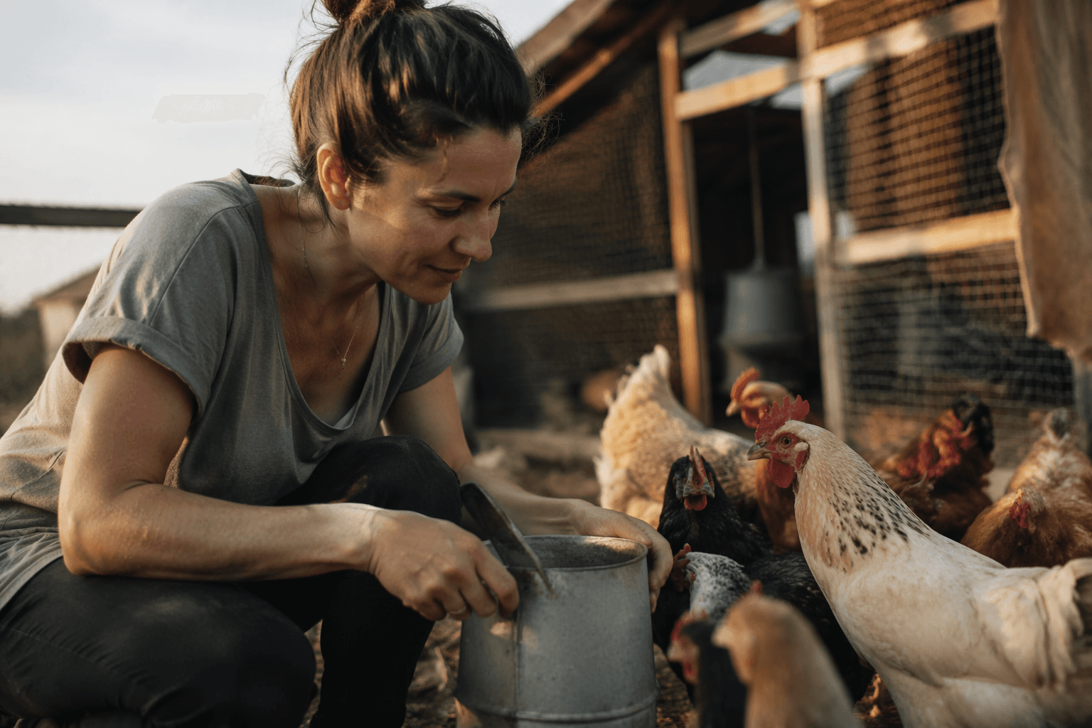 What to know before bringing home backyard chickens
