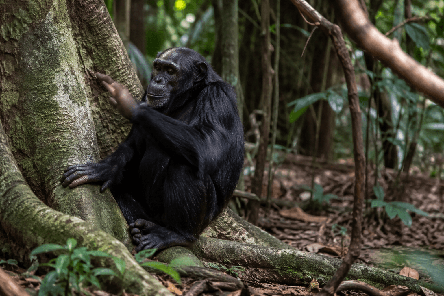 Chimpanzees drum with rhythmic beats to communicate across rainforest distances