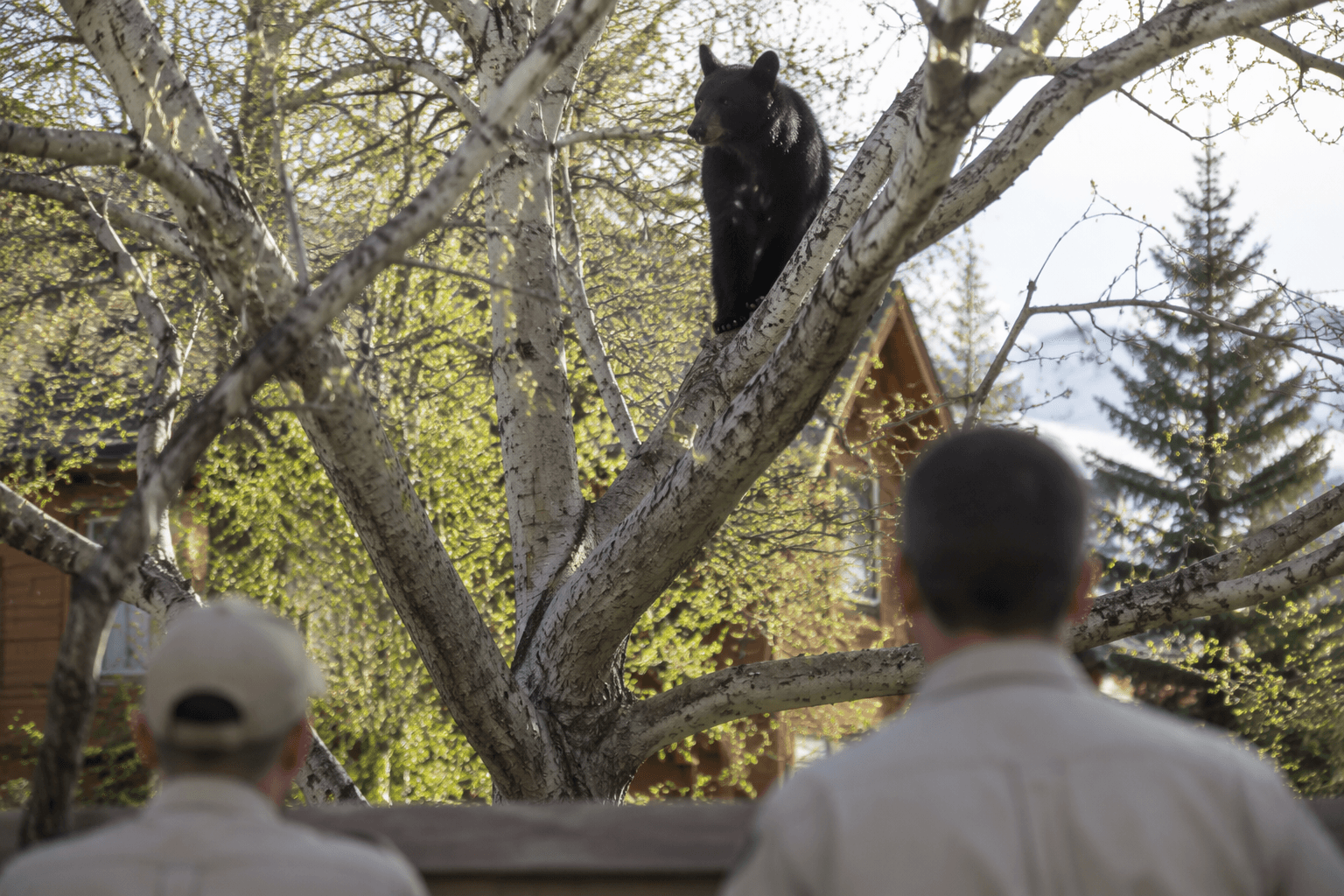Bear relocated from Park City neighborhood after Prospector sighting