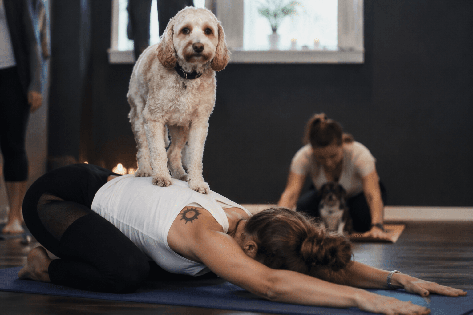 How dog yoga began, and why it is called doga
