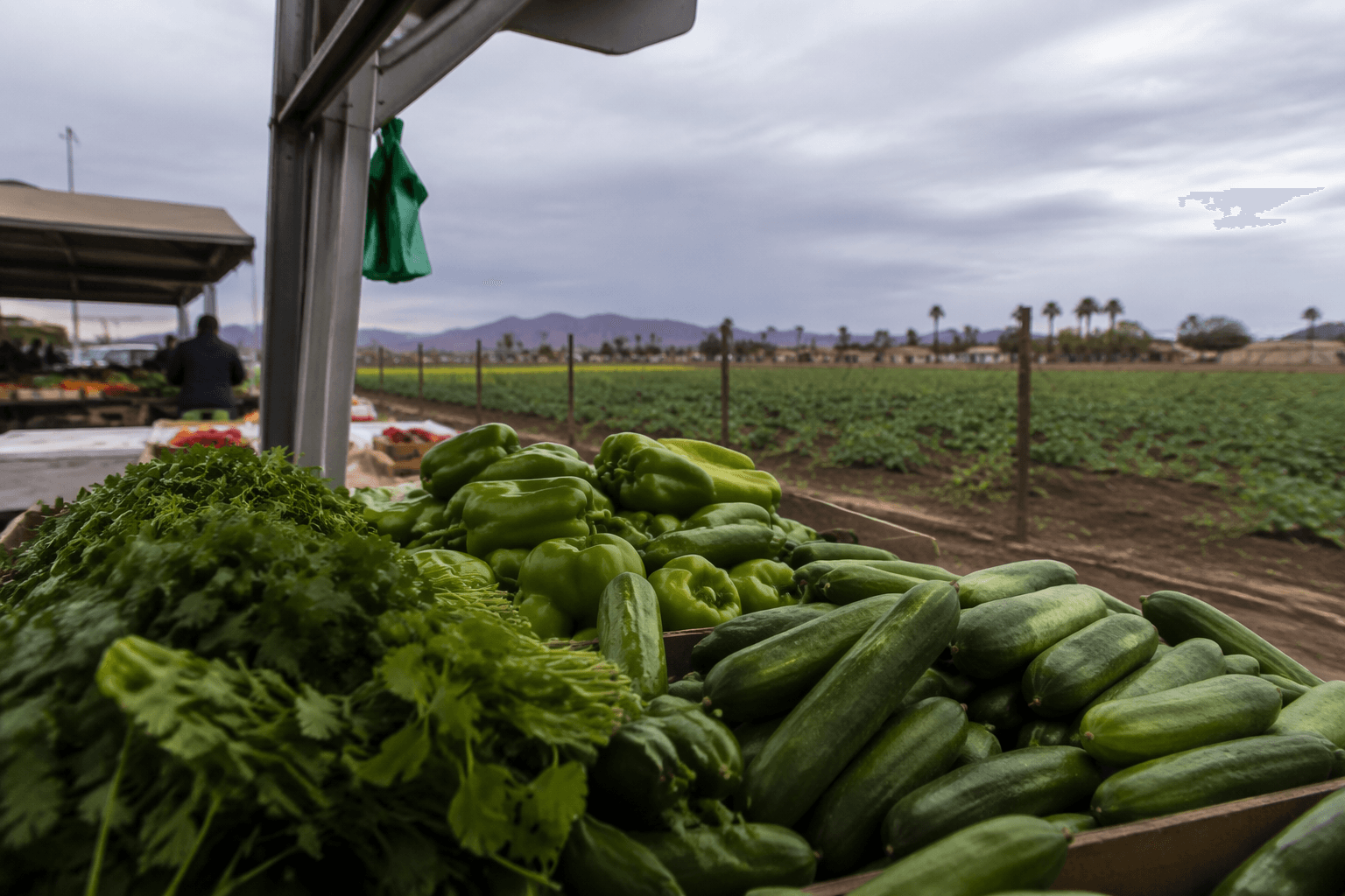Yuma residents react to cyclosporiasis outbreak as produce worries grow
