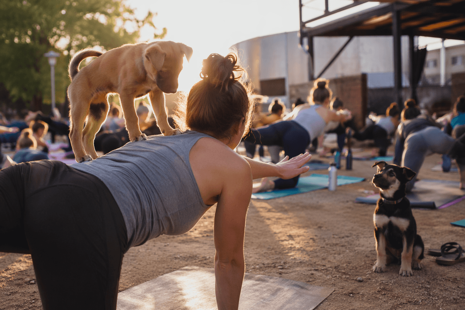 Puppy yoga returns to Kaktus Brewing in Albuquerque this July