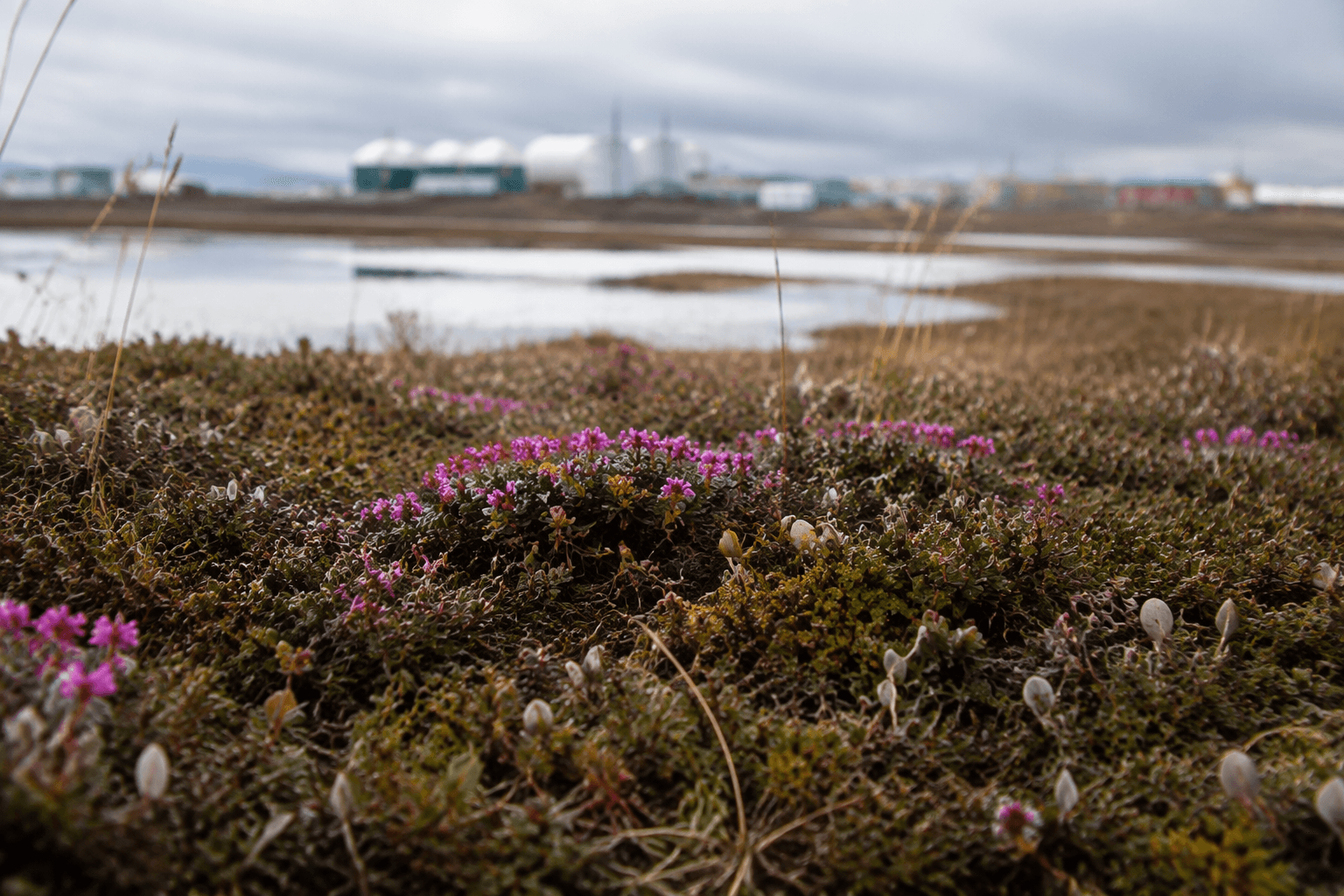 North Slope Borough plant guide highlights subsistence and Iñupiaq names