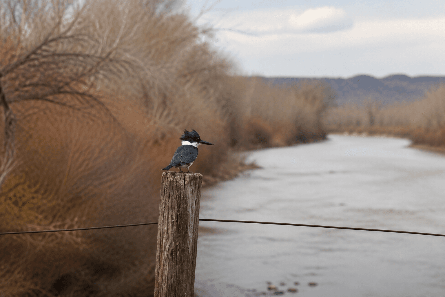 Dolores County birding shines in Dove Creek and Lone Dome wildlife area