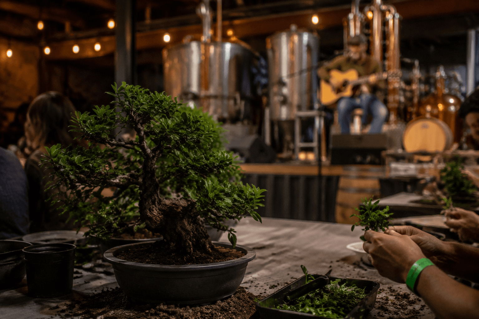 Firefly Distillery pairs bonsai and live music in beginner workshop