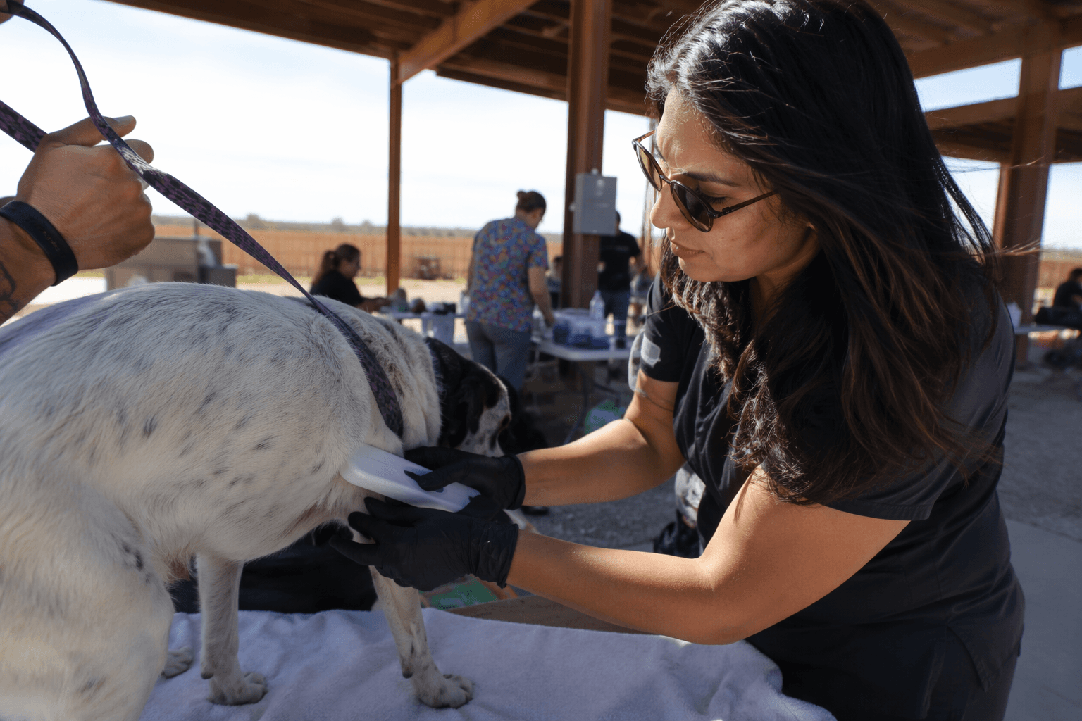 Bernalillo County offers free pet microchip events this week