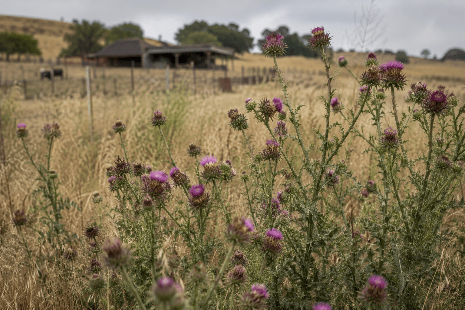 Baker County schedules hearing on proposed noxious weed ordinance