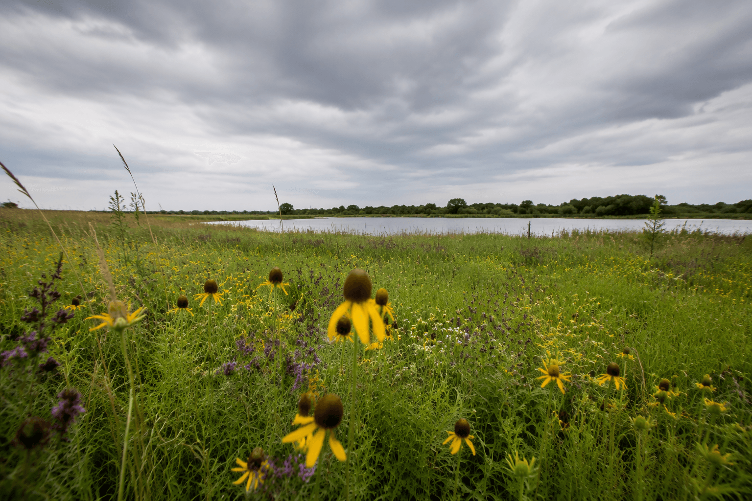 Collin County’s Parkhill Prairie protects rare Blackland Prairie habitat