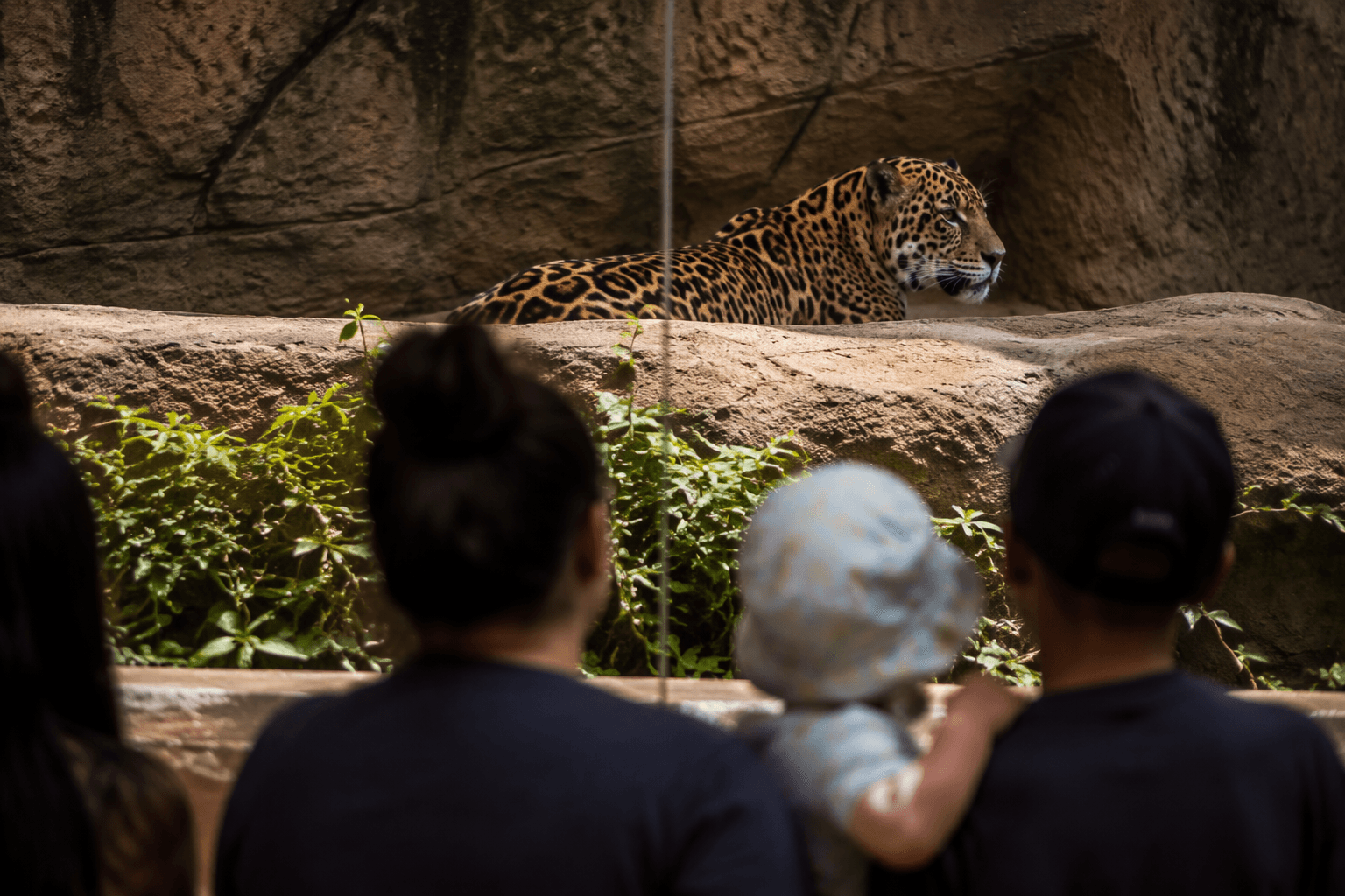 Albuquerque BioPark says goodbye to Maya, its longtime jaguar resident