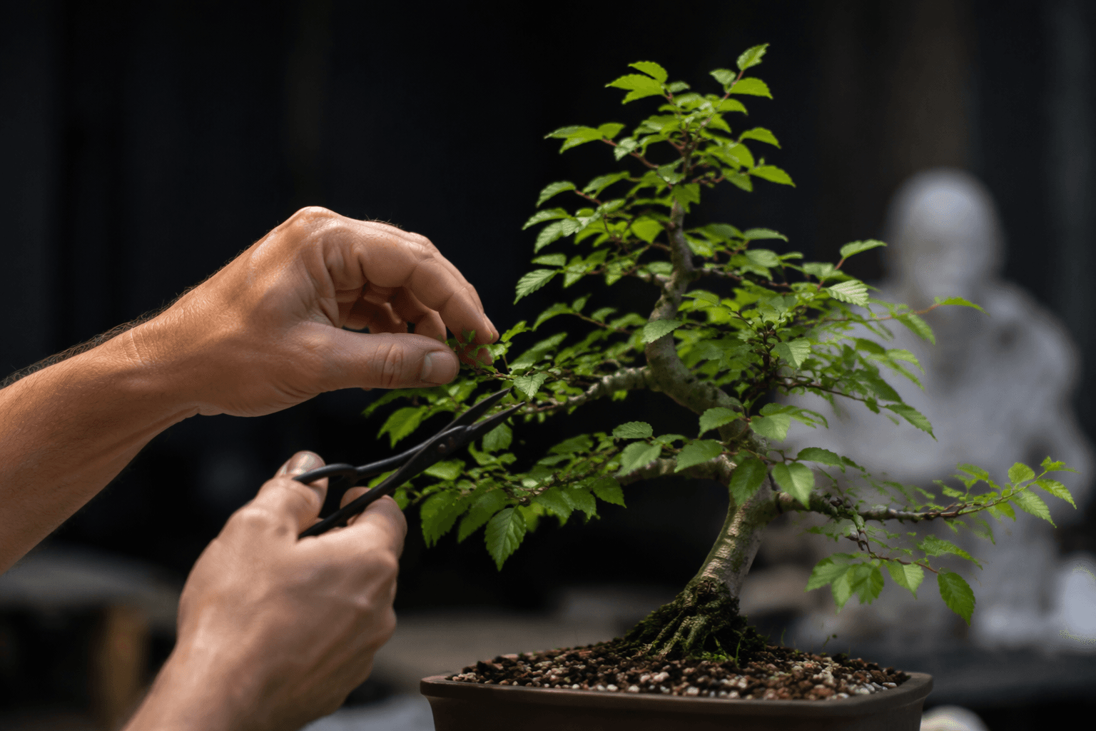 Corin Tomlinson styles European hornbeam at Ontario bonsai club meeting
