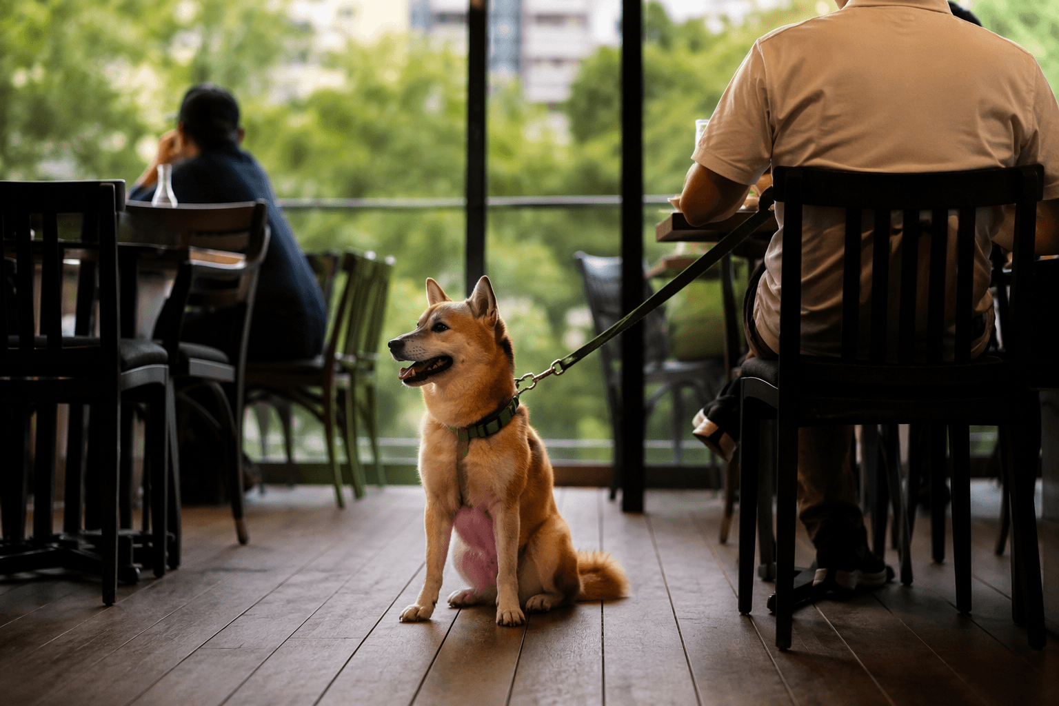 Hong Kong lifts restaurant dog ban after decades-long restriction