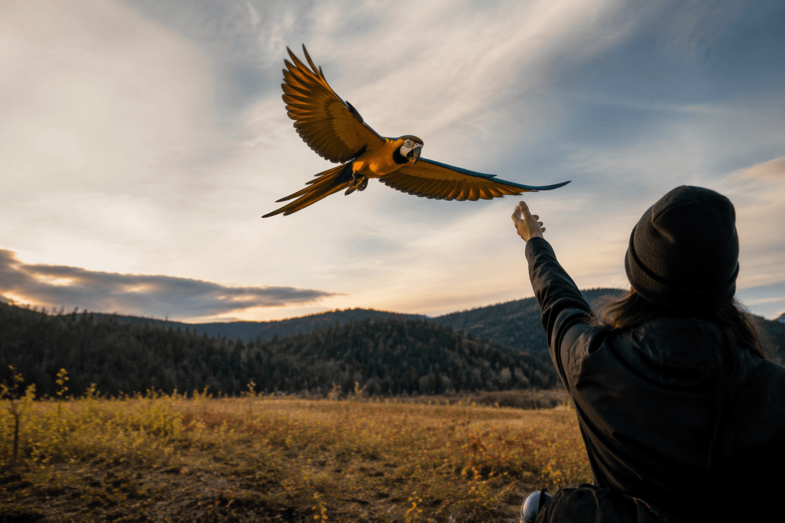 Avian Behavior Conservancy explains safe free-flight training for parrots