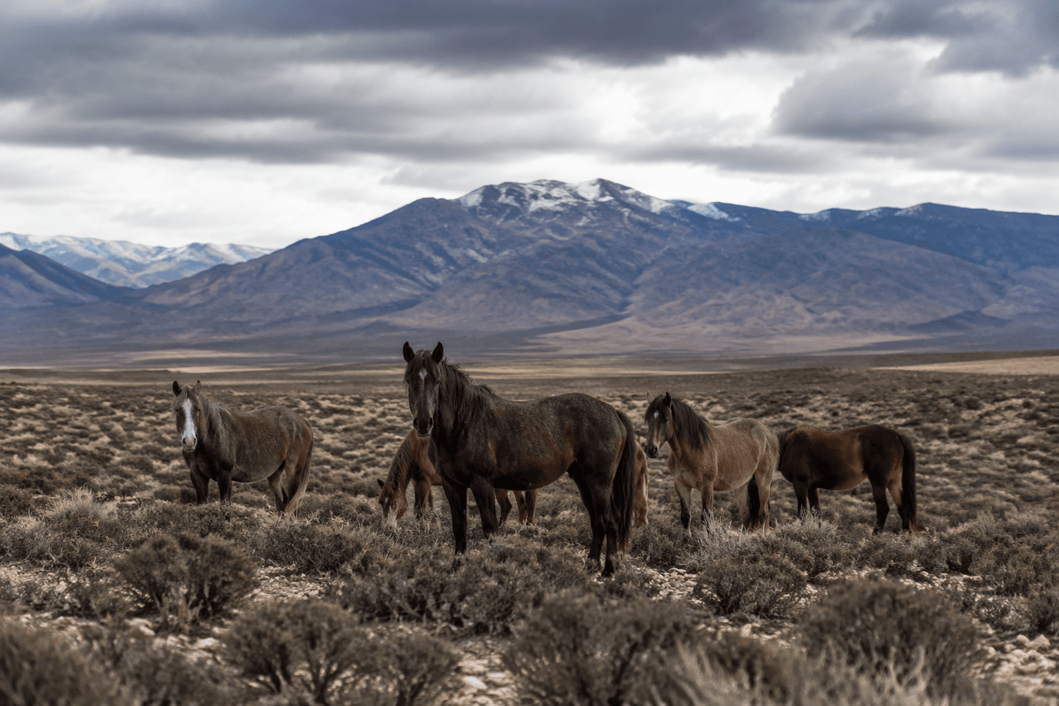 Pahrump resident urges return of wild horses taken by BLM
