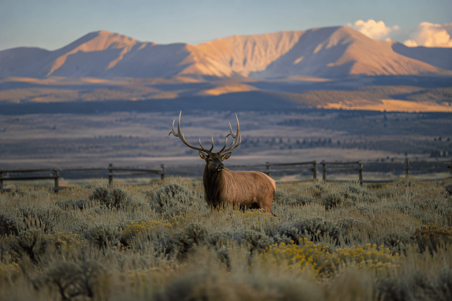 Summit County clashes with 910 Cattle Ranch friends over wildlife management