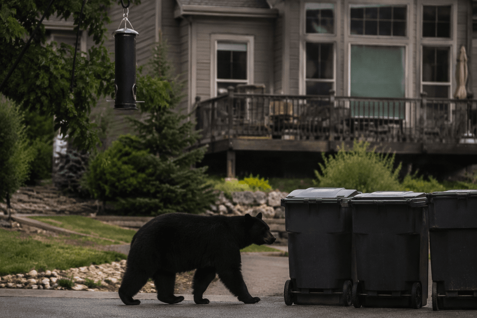 Douglas County bear sightings jump 155% as drought drives wildlife closer