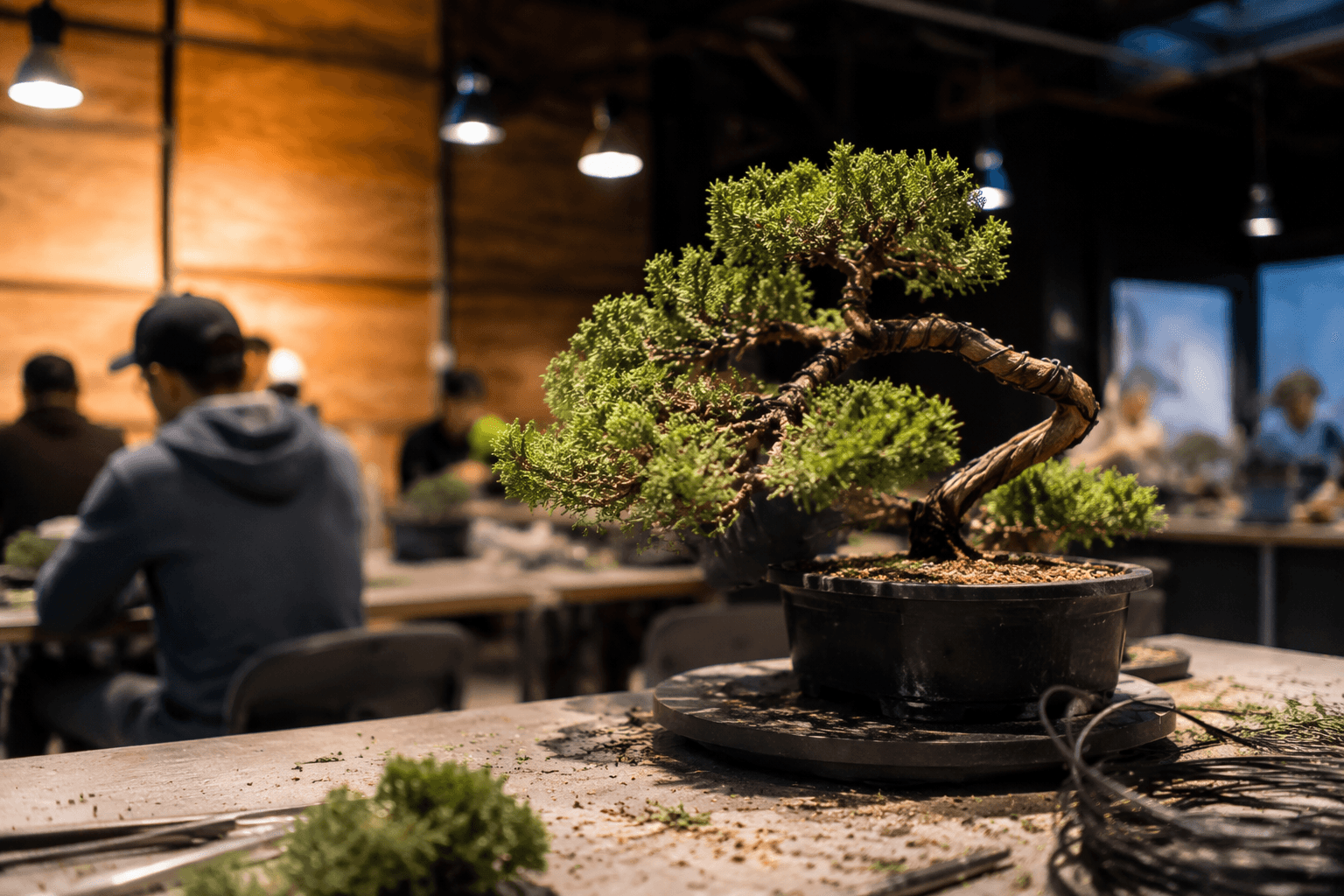 Bedford Farms promotes hands-on juniper bonsai workshop for beginners