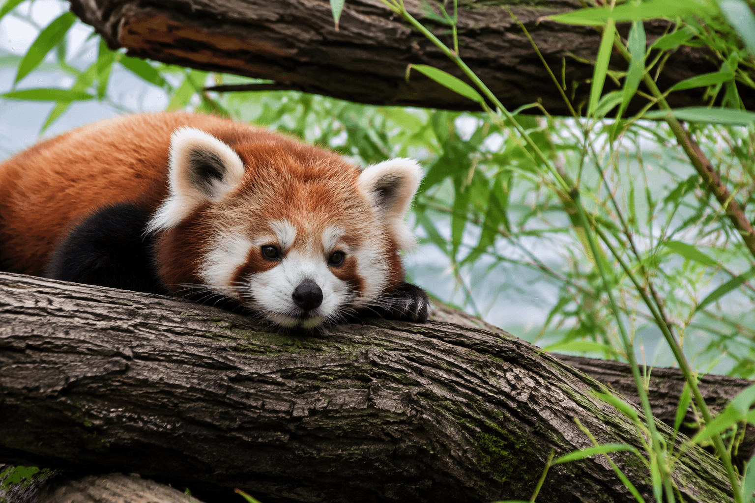 Santa Barbara Zoo loses second endangered red panda cub