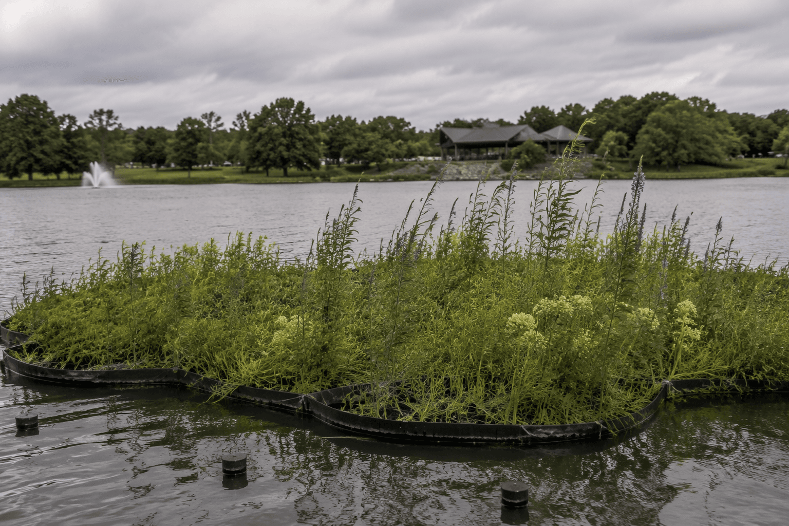 Prairie Park floating island helps clean Mary's Lake, adds habitat