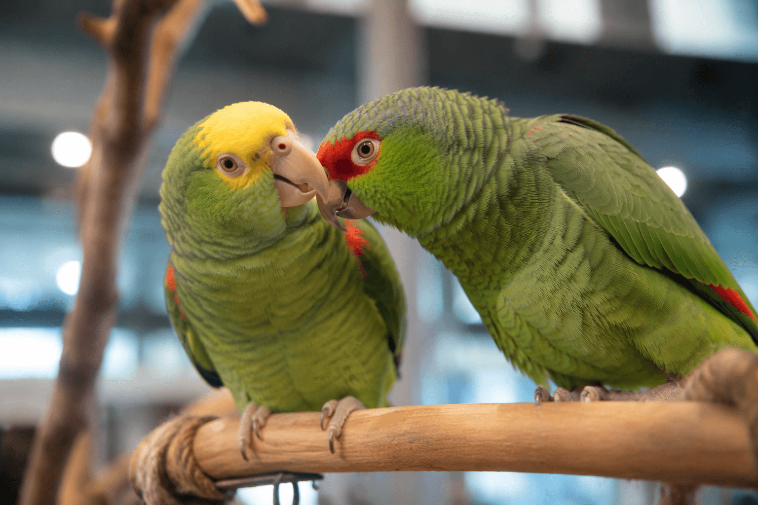 Catawba Science Center hosts parrot rescue for STEM career showcase