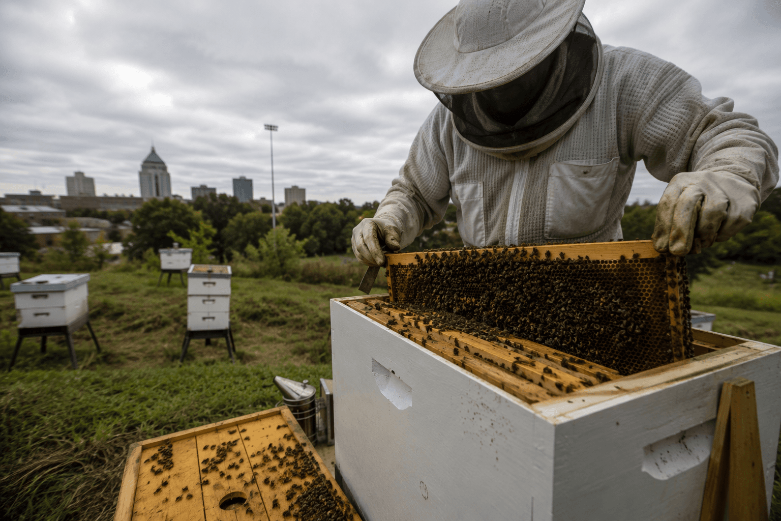 UNC Greensboro researchers study mite resistance threatening local bees