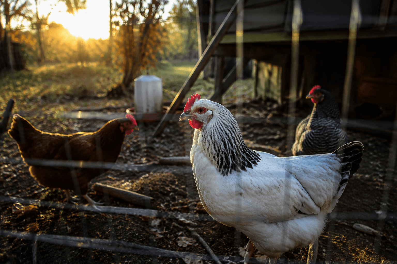 Maine warns of unusually high salmonella risk from backyard chickens