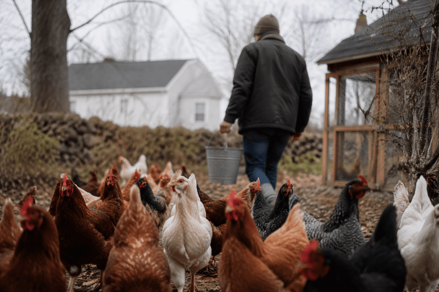 Connecticut homeowner faces order to reduce hen flock over zoning cap