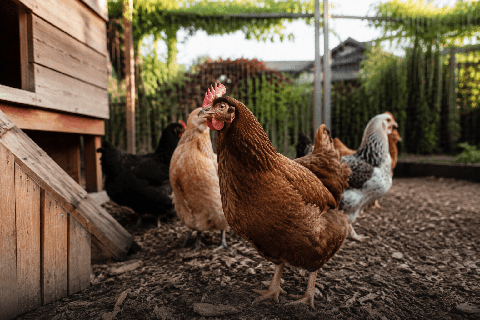 Lafayette moves to make backyard chicken ordinance permanent
