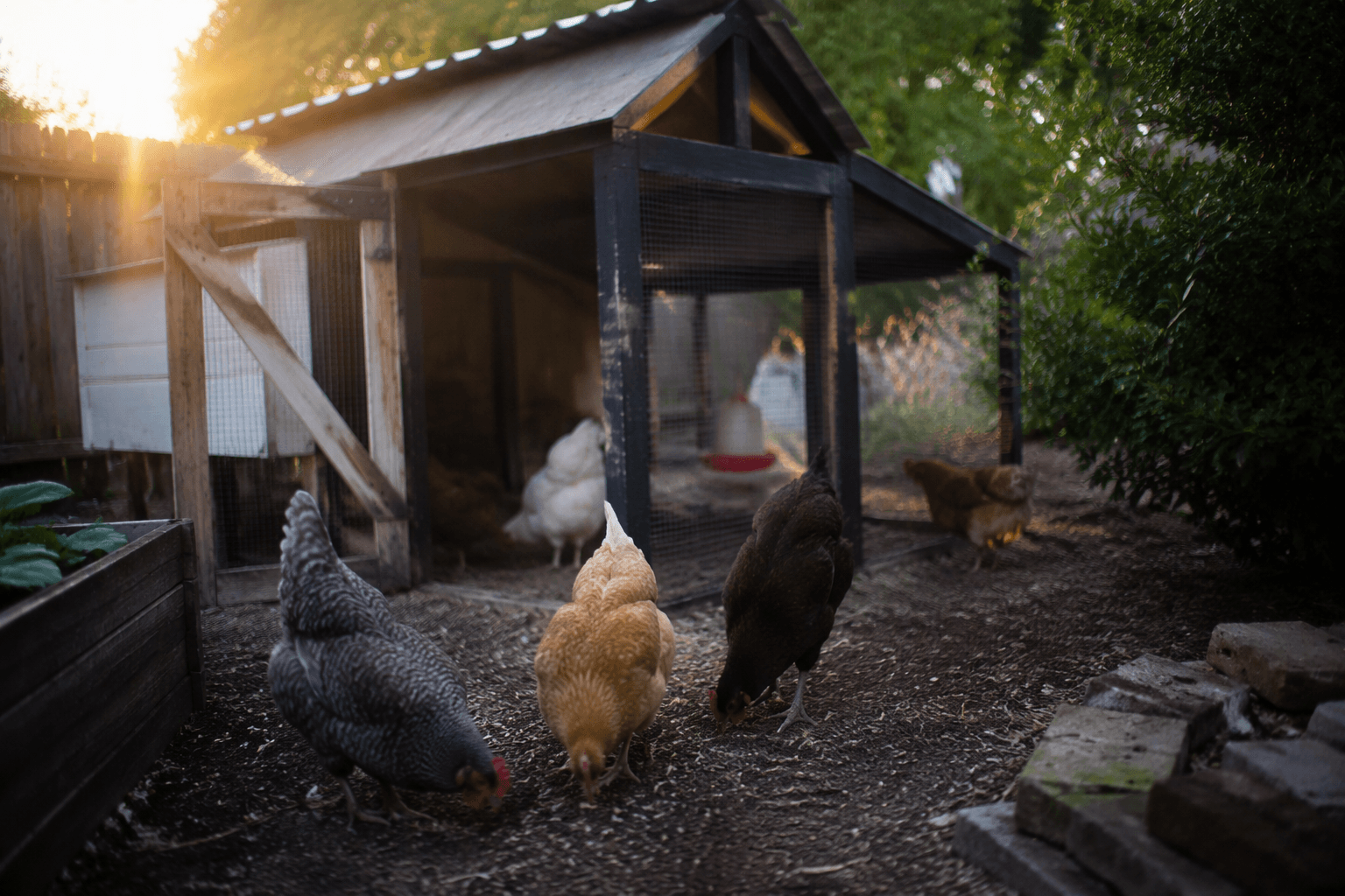 Madison to hear public comments on backyard chicken and rodent rules