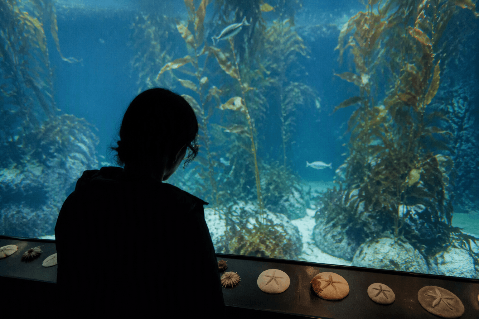 Florida search for sand dollars leads to San Francisco aquarium