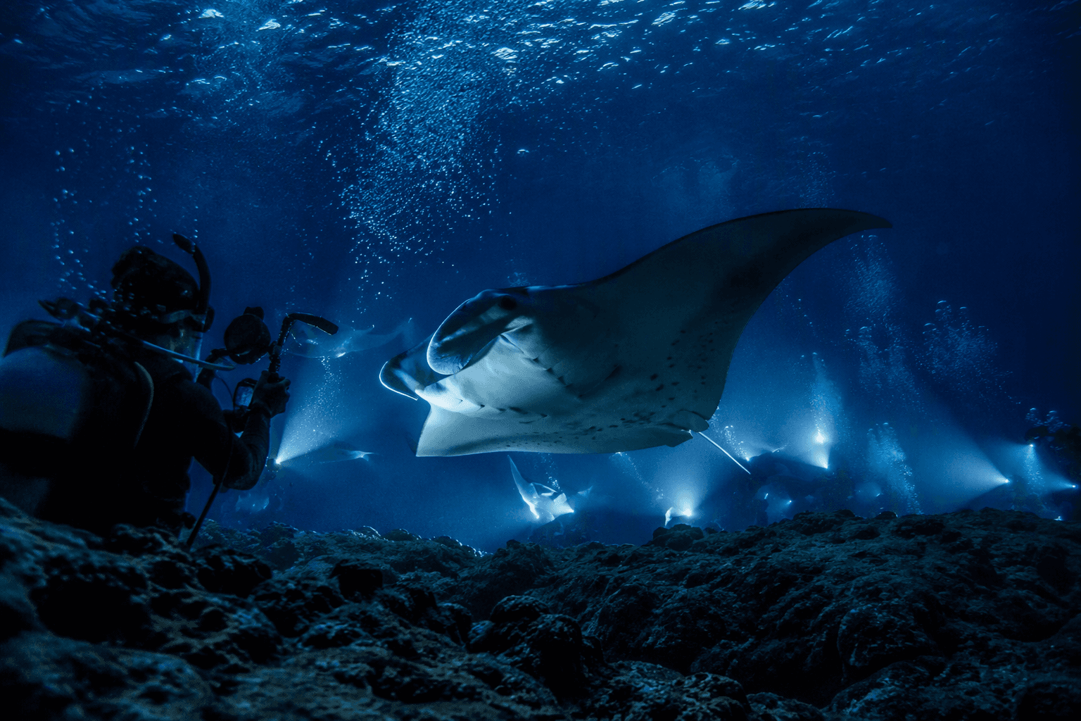 Kona Snorkel Trips releases 2026 guide to manta ray diving in Hawaii
