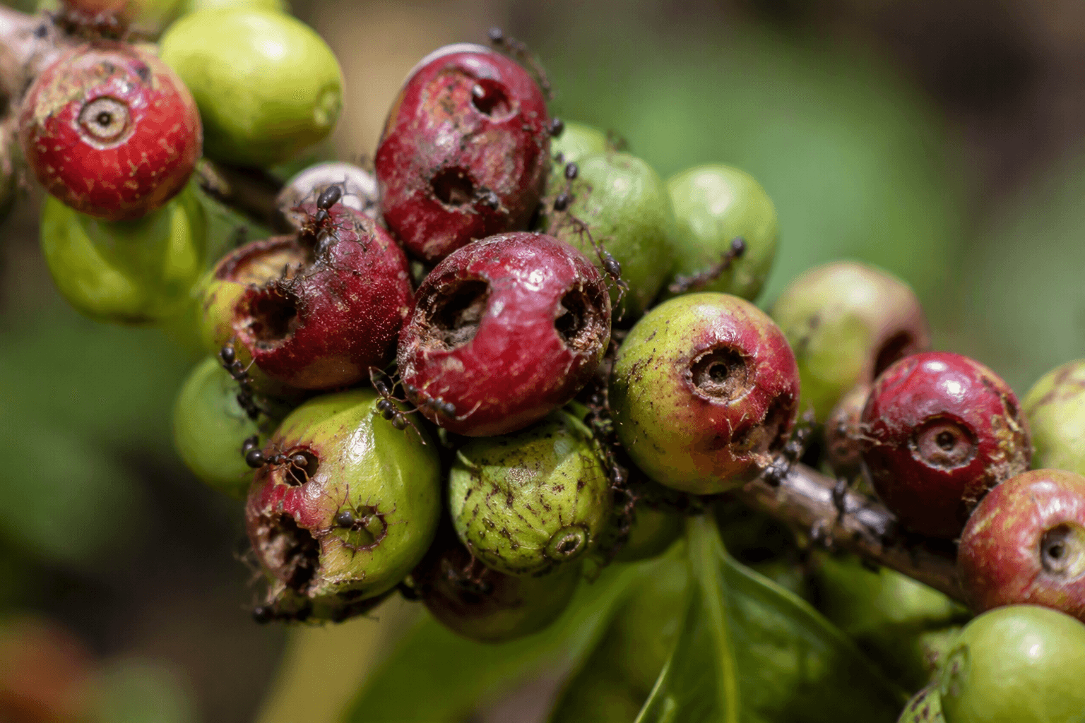 Coffee borer beetles may be feeding the ants that hunt them